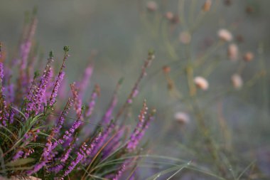Close-up of wild lavender bushes on the beach. Blurred background. Small depth of field.