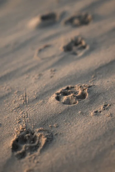 Κοντινό Πλάνο Στην Άμμο Στην Παραλία Ίχνη Από Πόδια Του — Φωτογραφία Αρχείου
