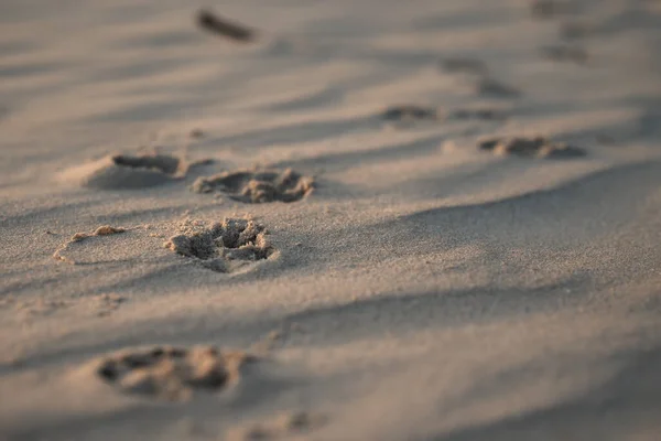 Close Sand Beach Traces Dog Paws Small Depth Field Copy — Stock fotografie