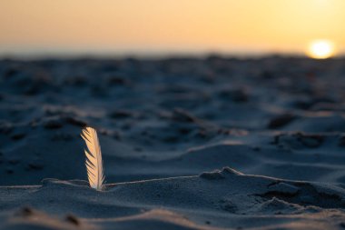 In The Foreground Sand On The Beach And Bird Feather, Against The Background Out Of Focus Sunrise In Jurmala, Latvia. Small Depth Of Field.