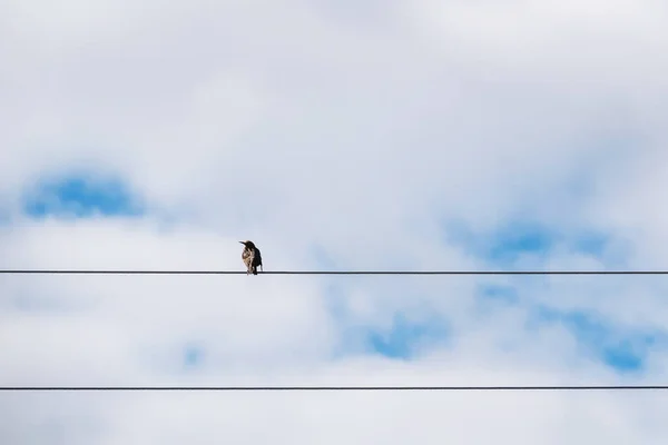 Close Sparrow Sitting Electric Wires Background Sky Clouds — Stok fotoğraf