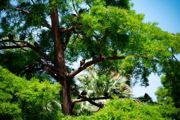 Coniferous Tree Gray Doves Sunny Day Park Barcelona Spain — ストック写真