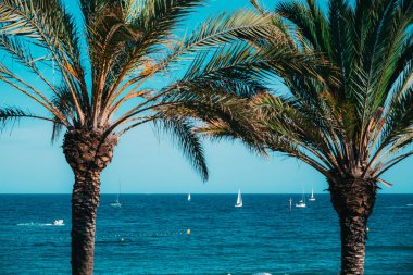 Barcelona, Spain - May 29 2022: View through palm trees to small yachts float in the Balearic Sea.
