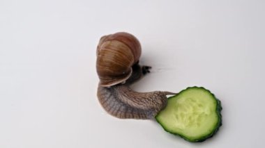 Beyaz arka planda salyangoz yiyen üzüm salyangozu..