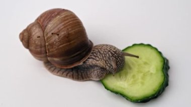 Beyaz arka planda salyangoz yiyen üzüm salyangozu..