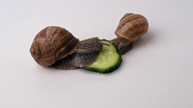 Beyaz arka planda salatalık yiyen iki üzüm salyangozu..