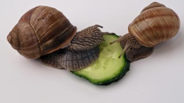 Beyaz arka planda salatalık yiyen iki üzüm salyangozu..