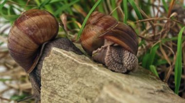 Yakından, üzüm salyangozu çimenlerin arka planına doğru kayar. İkinci üzüm salyangozu bulanık..