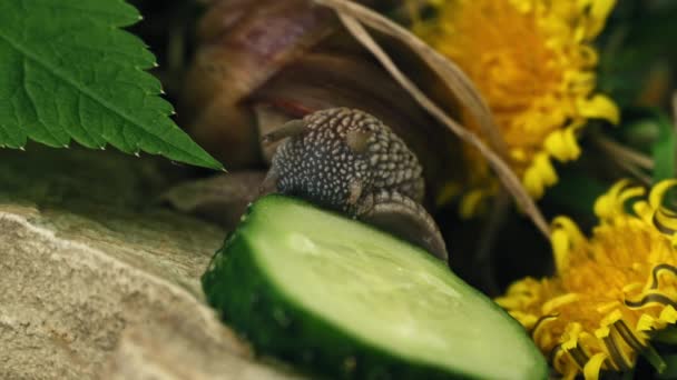 葡萄蜗牛在石头上吃黄瓜背景的草和黄色蒲公英 — 图库视频影像