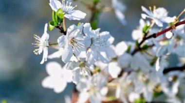 Beyaz, narin, bahar açan kiraz çiçekleri gökyüzüne karşı. Dallar rüzgarda sallanıyor. Küçük alan derinliği.