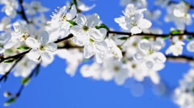 Dikey video. Beyaz, narin, bahar açan kiraz çiçekleri gökyüzüne karşı. Dallar rüzgarda sallanıyor. Küçük alan derinliği.