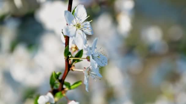 Λευκά Τρυφερά Ανοιξιάτικα Άνθη Κερασιάς Στον Ουρανό Κλαδιά Λικνίζονται Στον — Αρχείο Βίντεο