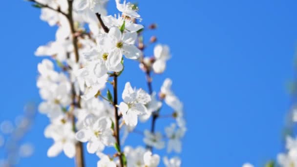 White Tender Spring Blooming Cherry Flowers Sky Branches Sway Wind — Stock Video