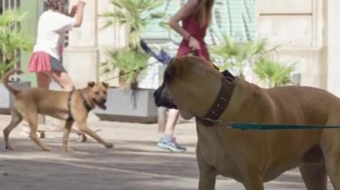 Barselona, İspanya - 28 Mayıs 2022: El Born caddesinde duran ve başka bir köpeğe bakan Boerboel cinsinin tasmalı yetişkin bir köpeğe yakın çekim.