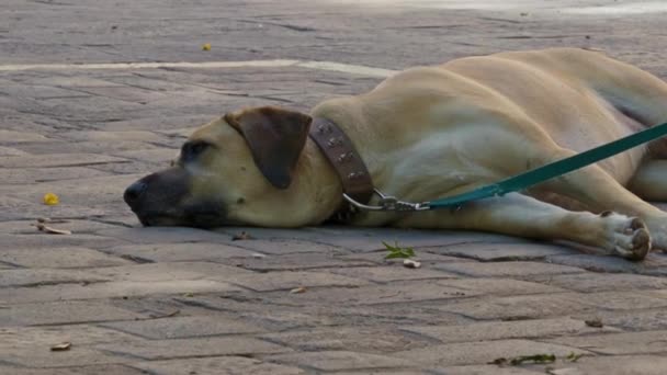 Close Cão Adulto Uma Coleira Raça Boerboel Encontra Nas Pedras — Vídeo de Stock