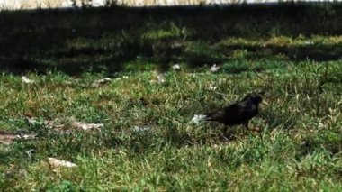Barcelona, İspanya 'daki Ciutadella Parkı' nda sarı gagalı yeşil çimenlik siyah bir kuş..