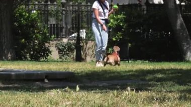 İspanya, Barselona - 30 Mayıs 2022: Ciutadella Park 'ta yeşil çimlerde koşan kısa saçlı kahverengi bir daksund ile top oynayan genç bir kadın.