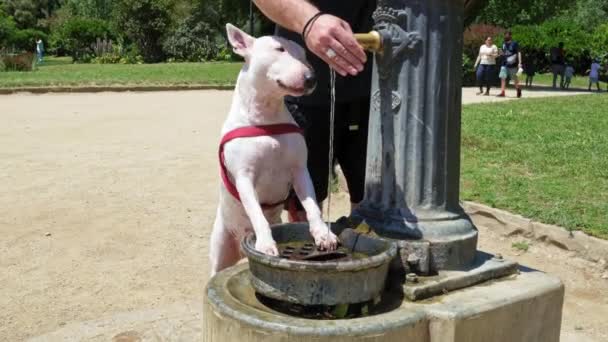 Barcelona Spanje Mei 2022 White Bull Terrier Drinkt Gratis Drinkwater — Stockvideo