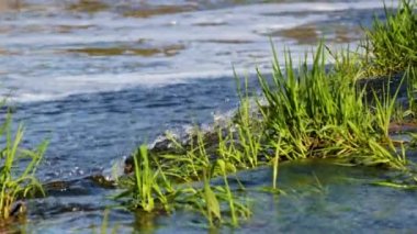 Ventas Rumba şelalesiyle yakın plan çekimde, Letonya, Kuldiga 'da balıklar atlıyor. Avrupa 'nın en geniş şelalesi. Yüksek kalite 4k görüntü