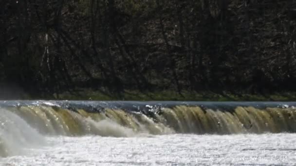 在拉脱维亚Kuldiga的Ventas Rumba瀑布特写镜头 鱼在瀑布上跳跃 Vimba鱼开始产卵了在欧洲最大的瀑布上飞鱼 小深度的场 高质量的4K镜头 — 图库视频影像