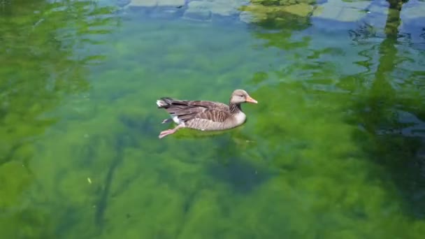 거위는 스페인 바르셀로나 공원에 연못에서 에메랄드 속에서 헤엄을 고품질 — 비디오