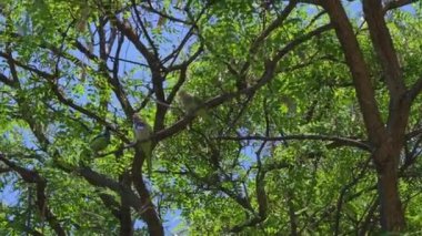 Papağan Ciutadella Park Barselona, İspanya. Yüksek kalite 4k görüntü