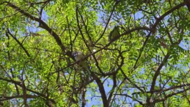 Papağan Ciutadella Park Barselona, İspanya. Yüksek kalite 4k görüntü