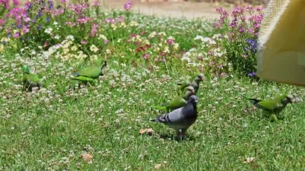 Zielone Papugi Gołąb Trawnik Kwiaty Szukam Żywności Ciutadella Park Barcelona — Wideo stockowe