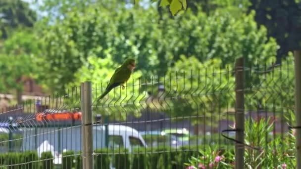 Papuga Zielona Papuga Siedzi Płocie Ciutadella Park Barcelona Hiszpania Wysokiej — Wideo stockowe