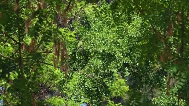 鹦鹉座位分乔塔德拉公园西班牙巴塞罗那 高质量的4K镜头 — 图库视频影像