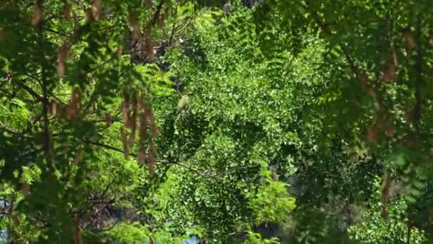 Parrot Sitting Branch Ciutadella Park Barcelone Espagne Images Haute Qualité — Video