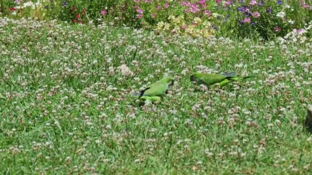 Попугай Монах Parakeet Зеленый Усыпанный Цветами Поисках Пищи Парк Ciutadella — стоковое видео