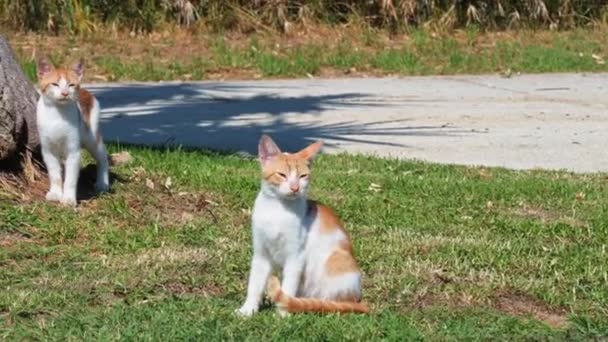 Small Greek White Red Kittens Yawn Basking Sun Lawn Moraitika — Stock Video