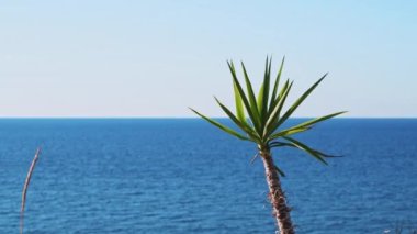 Mavi Gök ve Deniz Ufku Korfu, Yunanistan 'da Küçük Palmiye Ağaçları Rüzgarda Sallanıyor. Yüksek kalite 4k görüntü