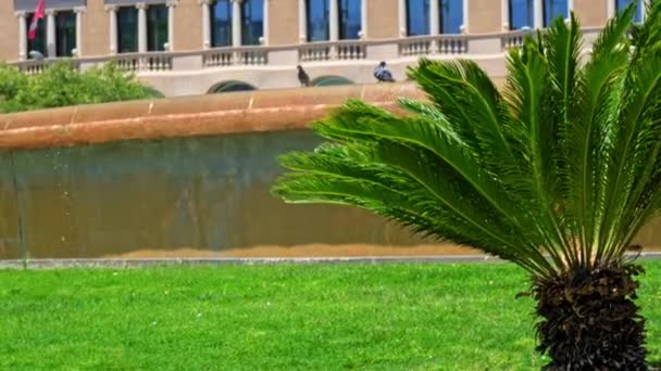 Zbliżenie Zielonych Palm Przeciwko Fontannie Plaza Catalunya Barcelonie Wysokiej Jakości — Wideo stockowe