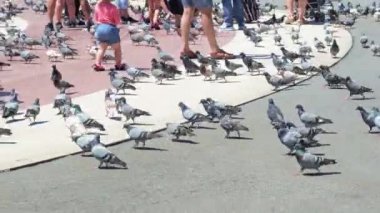 Barcelona, İspanya - 26 Mayıs 2022: Plaza Catalunya 'da gri güvercin kümesi. Yüksek kalite 4k görüntü