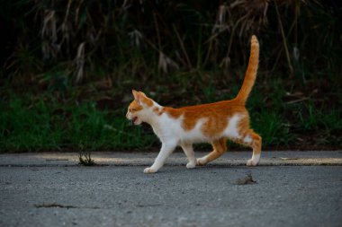 Küçük Yunan Evsiz Beyaz Kırmızı Kedi Miyavları. Moraitika, Korfu. Yüksek kalite fotoğraf