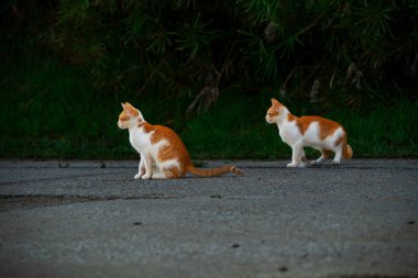 Küçük Yunan Evsiz Beyaz Kedi Yavruları Tek Yönde Bakıyor. Moraitika, Korfu. Yüksek kalite fotoğraf