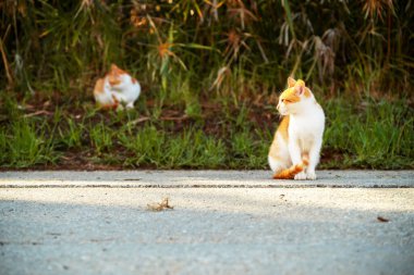 Yolda güneşlenen küçük Yunan Evsiz Beyaz Kedi Yavruları. Moraitika, Korfu. Alanın Sığ Derinliği. Yüksek kalite fotoğraf