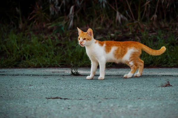 Pequeño Griego Sin Hogar Gatito Rojo Blanco Mirando Distancia Moraitika — Foto de Stock