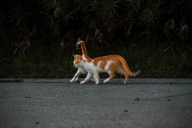 Küçük Yunan Evsiz Beyaz Kedi Yavruları Tek Yönde Bakıyor. Moraitika, Korfu. Yüksek kalite fotoğraf