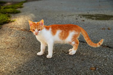 Küçük Yunan Evsiz Beyaz Kedi Uzağa Bakıyor. Moraitika, Korfu. Yüksek kalite fotoğraf