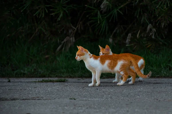 希腊无家可归的白色小红猫朝一个方向看去 莫莱蒂卡 高质量的照片 — 图库照片