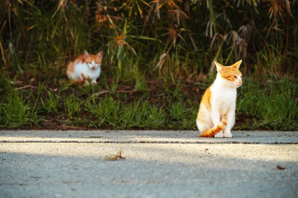 Маленькие Греческие Бездомные Белые Красные Котята Купающиеся Солнце Дороге Морайтика — стоковое фото