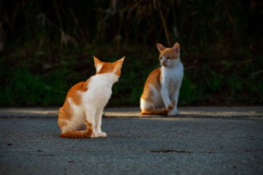 Küçük Yunan Evsiz Beyaz Kedi Yavruları birbirine bakıyor. Moraitika, Korfu. Yüksek kalite fotoğraf