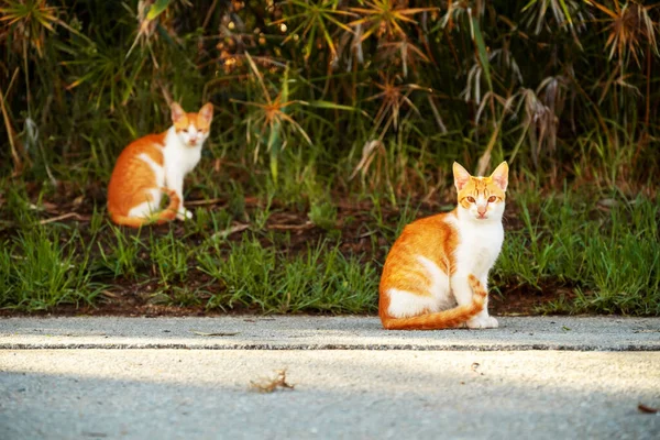 Small Greek Homeless White Red Kittens Basking Sun Road Moraitika — Stock Photo, Image