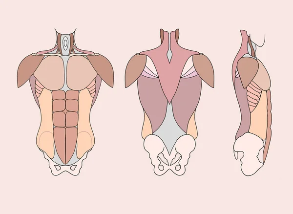 Male Torso Muscles Color Illustration High Quality Photo — 스톡 사진