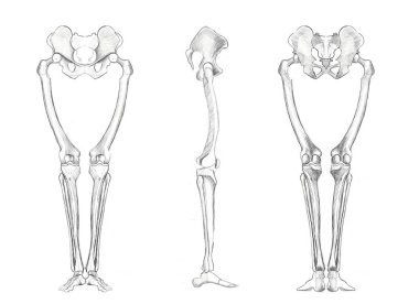 The structure of the bones of the human legs. Sketch for artists. Anatomical diagram. clipart