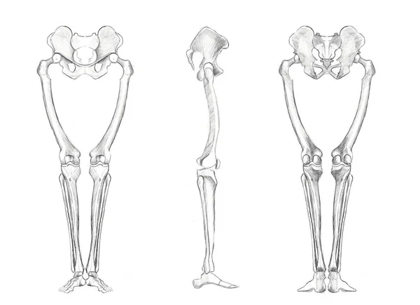 Structure Bones Human Legs Sketch Artists Anatomical Diagram — Stockfoto