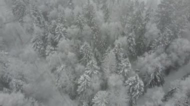 Top view in flight over snow-covered trees on a winter day in fog